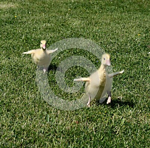 Gosling sprint