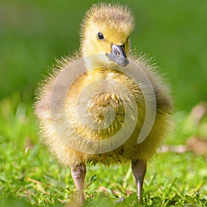 Gosling at Wood Lake in Richfield Minnesota