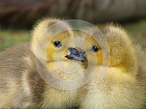 Goslings photo