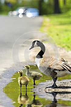 Goslings