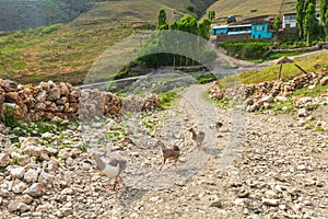 Goslings on a dirt road in village