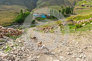 Goslings on a dirt road in village