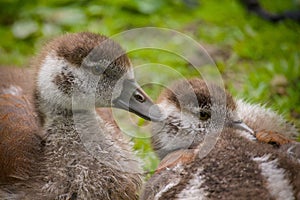 goslings of an Egyptian Goose, close up in the meadow naer the water