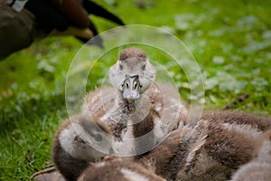 goslings of an Egyptian Goose, close up in the meadow naer the water