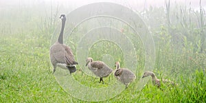 Goslings follow the leader