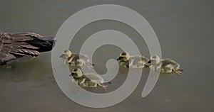 goslings following parent floating in river