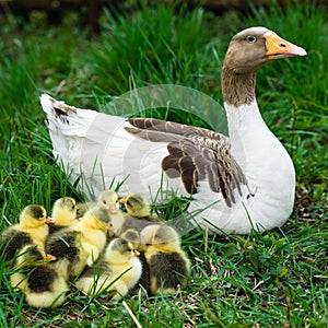 Goslings on grass