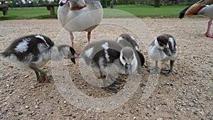 Goslings grazing with parents