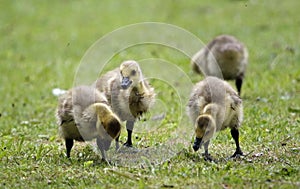 Goslings grubbing in the grass