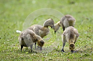 Goslings grubbing in the grass
