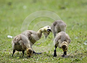 Goslings grubbing in the grass