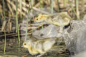 Goslings jumping into the pond