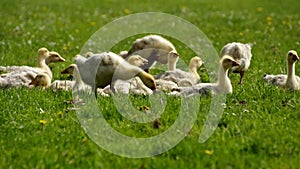 Goslings on a meadow