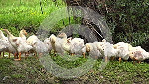 Goslings in Natural environment, Flock of Geese Sunbathing on a River, Stream, Creek in Delta, Baby Birds in Delta Dunarii