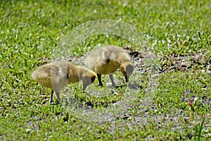 Goslings nose to the grindstone at mealtime