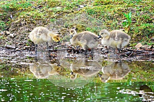 Goslings paddling. photo