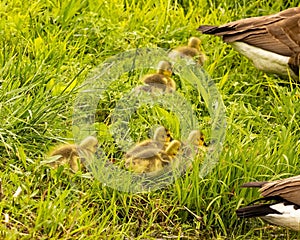 Goslings on the prowl photo