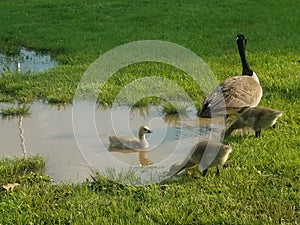 Goslings puddling playing