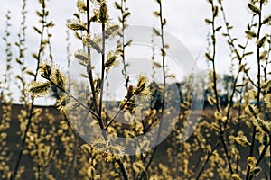 goslings of salix caprea