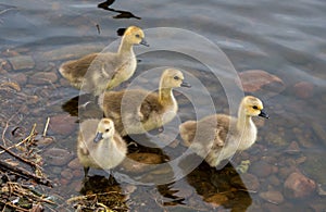 Goslings taking a paddle
