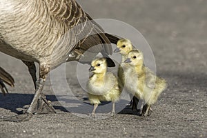 Goslings walk behind their parents