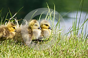 Goslings at Water's Edge