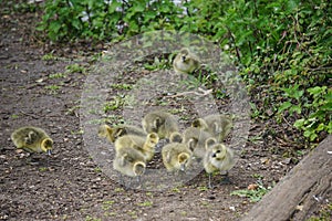 Goslings in West Stow Country Park, Suffolk