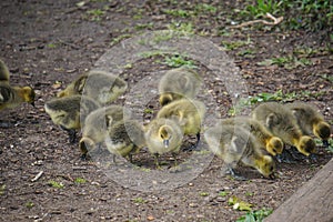 Goslings in West Stow Country Park, Suffolk