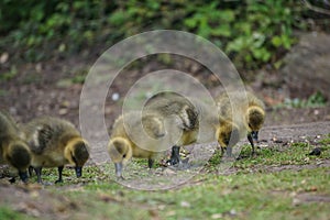 Goslings in West Stow Country Park, Suffolk