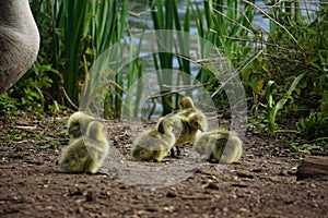 Goslings in West Stow Country Park, Suffolk