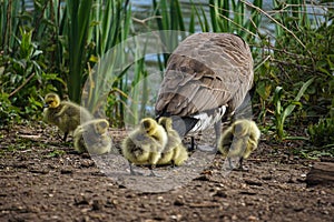 Goslings in West Stow Country Park, Suffolk