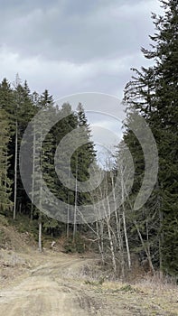 Gosmani Mountains Natura 2000 - European Mixed Forest - Vernal vegetation - Spring - Vernal pool