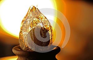 GOSSAMER CAPSULE ON A RIPE CAPE GOOSEBERRY WITH GLOWING BACKLIGHT