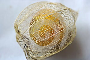 GOSSAMER DETERIORATING COVER OVER A RIPE CAPE GOOSEBERRY FRUIT