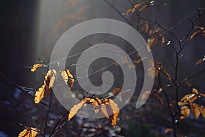 Sunlight in dark forest illuminating spider silk at leaves photo