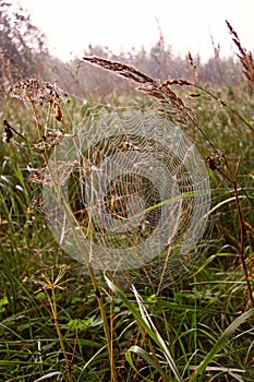 Gossamer between spikelet and a blade of grass on the background of grass.