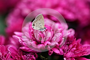 Gossamer-winged butterflies on flower freedom life