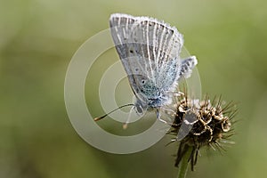 Gossamer-winged Butterfly