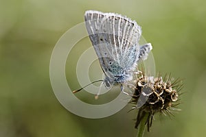 Gossamer-winged Butterfly photo