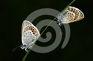 Gossamer-winged butterfly