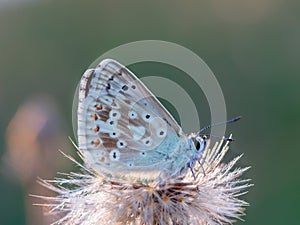 Gossamer Winged Butterfly