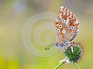 Gossamer Winged Butterfly