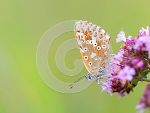 Gossamer Winged Butterfly