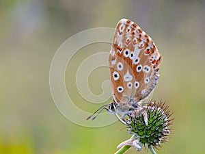 Gossamer Winged Butterfly