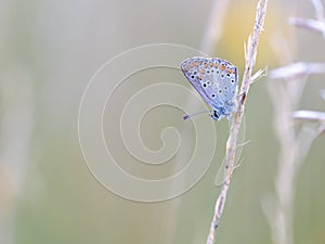 Gossamer Winged Butterfly