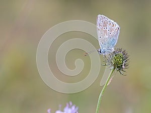 Gossamer Winged Butterfly