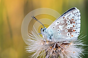 Gossamer Winged Butterfly photo