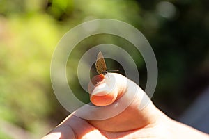 Gossamer-winged butterfly on hand of asian woman in the forest