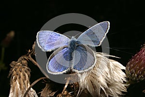 Gossamer-winged butterfly (Lycaenidae)