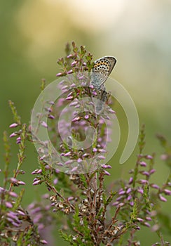 Gossamer-winged butterfly, Lycaenidae resting on heather